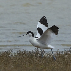 Recurvirostra avosetta