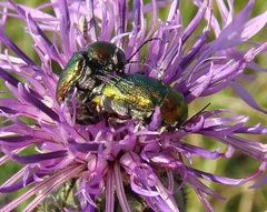 Cryptocephalus sericeus