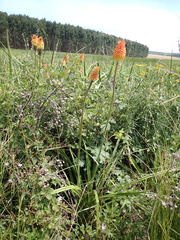 Kniphofia linearifolia