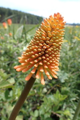 Kniphofia linearifolia