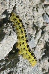 Zygaena lonicerae