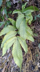 Tectaria polymorpha