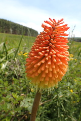 Kniphofia linearifolia