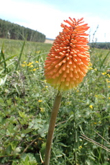 Kniphofia linearifolia