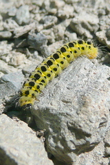 Zygaena lonicerae