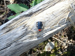 Calochromus ruficollis