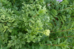 Angelica lucida