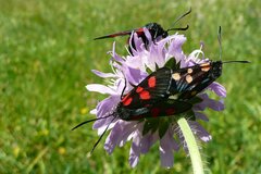 Zygaena lonicerae