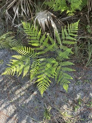 Pteridium caudatum