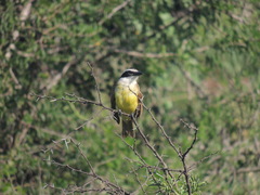 Pitangus sulphuratus