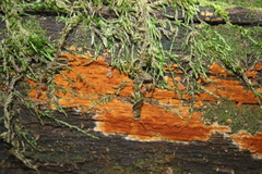 Botryobasidium simile