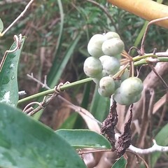 Smilax campestris
