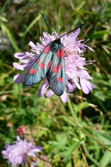 Zygaena lonicerae