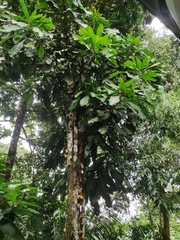 Grias neuberthii