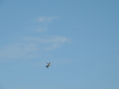 Heliomaster furcifer