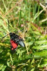 Zygaena lonicerae