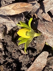 Eranthis hyemalis