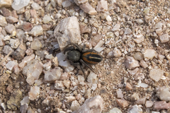 Phidippus ardens
