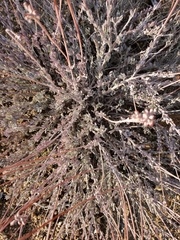 Eriogonum fasciculatum polifolium