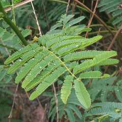 Senegalia bonariensis