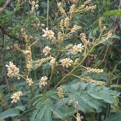 Senegalia bonariensis