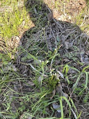 Nothoscordum bivalve