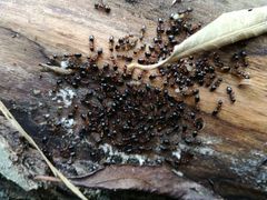 Dolichoderus quadripunctatus