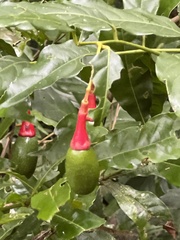 Licaria