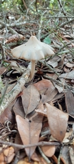 Entoloma strictius