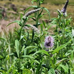 Mentha longifolia