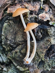 Pholiotina velata