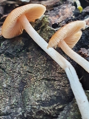 Pholiotina velata