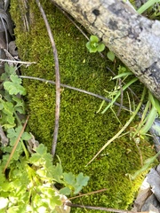 Physcomitrium pyriforme