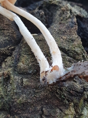 Pholiotina velata