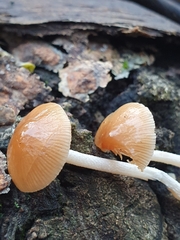 Pholiotina velata