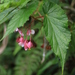 Begonia malabarica - Photo (c) Allan Self, algunos derechos reservados (CC BY-NC), subido por Allan Self