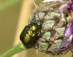 Cryptocephalus sericeus