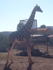 Giraffa camelopardalis antiquorum