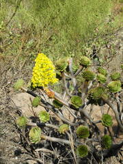 Pittocaulon praecox