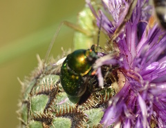 Cryptocephalus sericeus