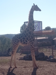 Giraffa camelopardalis antiquorum
