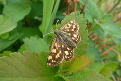 Carterocephalus skada