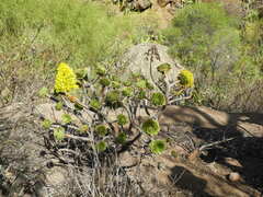 Pittocaulon praecox