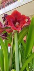 Hippeastrum hybridum