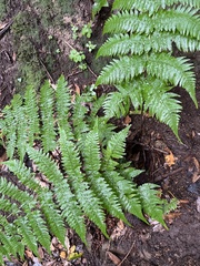 Dryopteris oligodonta