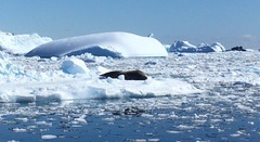 Leptonychotes weddellii