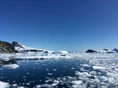 Leptonychotes weddellii