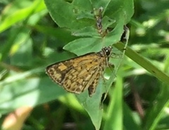 Ampittia dioscorides camertes