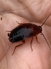 Parcoblatta americana