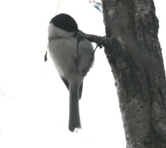 Poecile palustris
